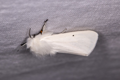 Spilosoma urticae