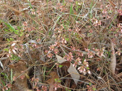 Vaccinium tenellum