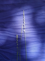 Lolium perenne
