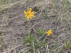 Arnica fulgens