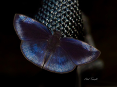 Anastrus neaeris
