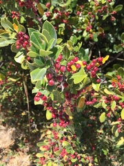 Rhamnus alaternus