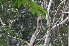 Xiphorhynchus guttatus