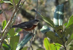 Castanozoster thoracicus