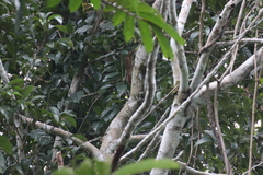 Xiphorhynchus guttatus