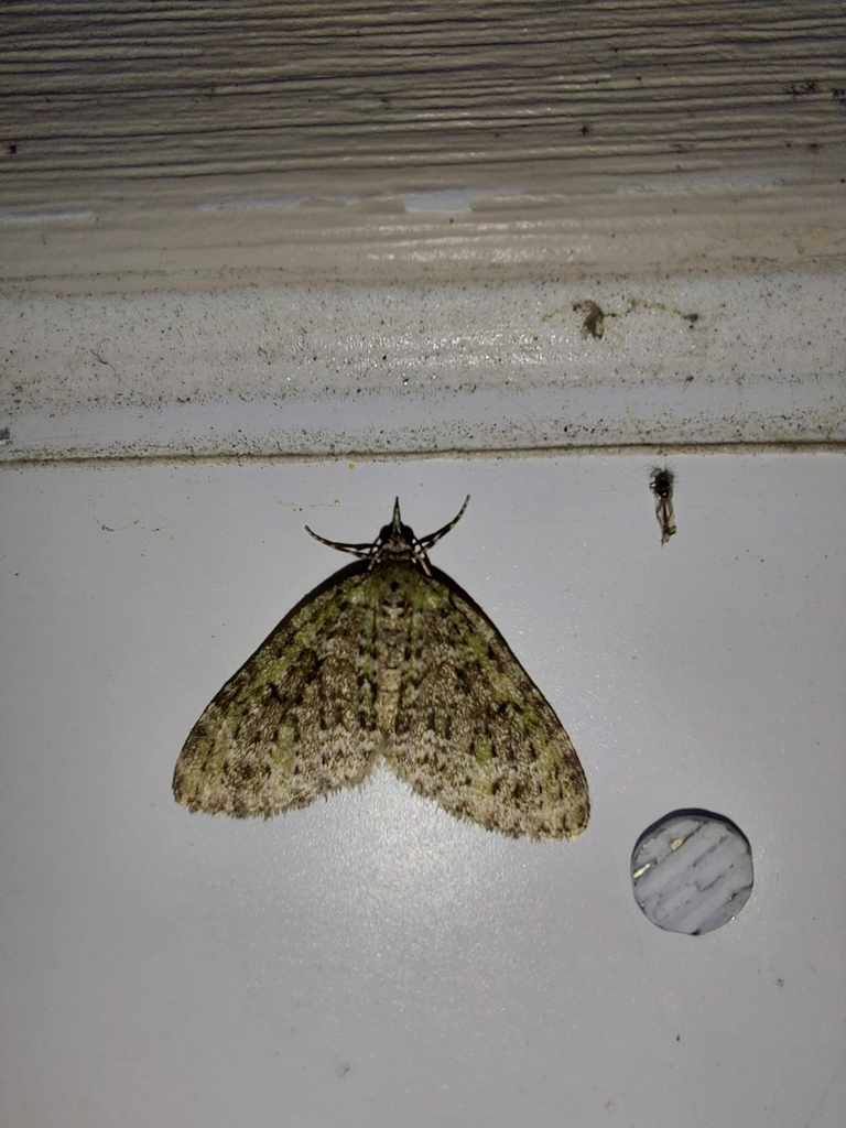 Olive-and-black Carpet
