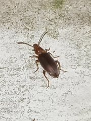 Notoxus murinipennis