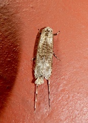 Gerontha