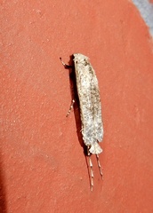Gerontha