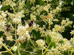 Anthidium