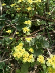 Chrysosplenium alternifolium