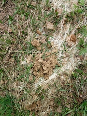 Chrysosplenium alternifolium