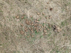 Chrysosplenium alternifolium