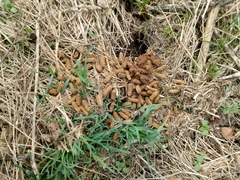 Chrysosplenium alternifolium