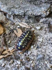 Armadillidium klugii