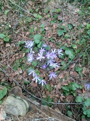 Chrysosplenium alternifolium