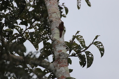 Xiphorhynchus guttatus