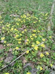 Chrysosplenium alternifolium