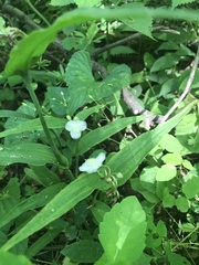 Tradescantia ozarkana