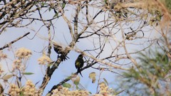 Phibalura flavirostris