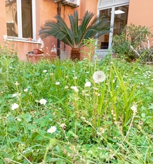 Taraxacum