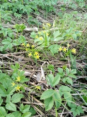 Chrysosplenium alternifolium