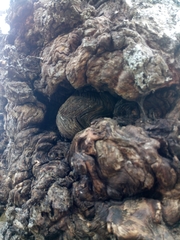 Chrysosplenium alternifolium