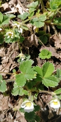 Potentilla sterilis