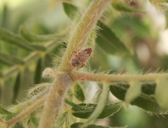 Microlarinus lareynii