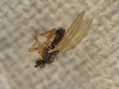 Diptera