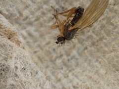 Diptera