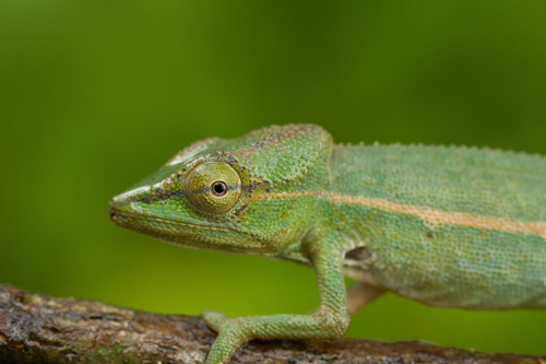 Perinet Chameleon