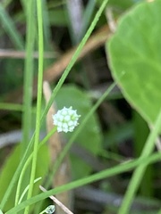 Eryngium baldwinii