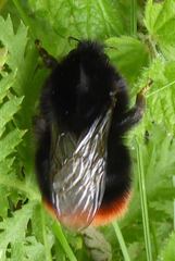 Bombus lapidarius
