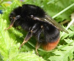 Bombus lapidarius