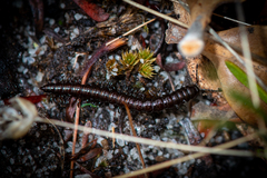 Antichiropus variabilis