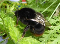 Bombus lapidarius