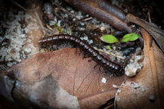 Antichiropus variabilis