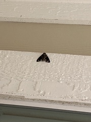 Hammaptera parinotata