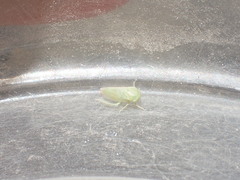 Hyalojassini