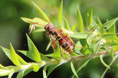 Polistes humilis synoecus