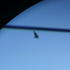 Eurystomus orientalis