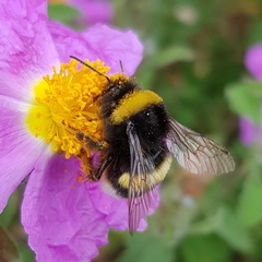 Bombus