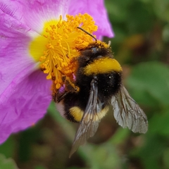 Bombus