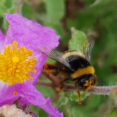 Bombus