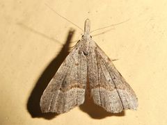 Trigonistis asthenopa