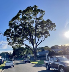 Eucalyptus botryoides