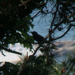 Hypsipetes amaurotis