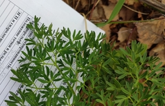 Peucedanum alsaticum