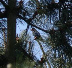 Eurystomus orientalis